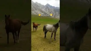 Горные Лошадки 🐴🐎 #горы #лошади #природа #казахстан