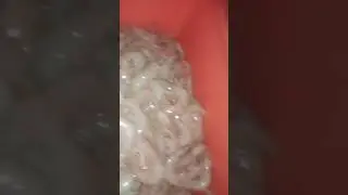 Sea food #shorts #videos