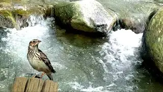 Relaksasi Suara Air Dan Suara Burung Kecil Di Alam bebas || Relaksasi Suara Alam