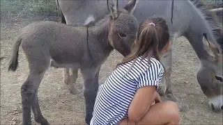 Joyeuse de Bel'Âne découvre les enfants humains
