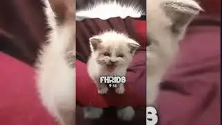 PRESET ALIGHT MOTION DIBAWAH 5MB DJ PAPA LIAT AKU BERNYANYI VIRAL TIKTOK