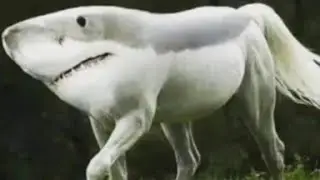 Tarihteki İlk Köpek Balığı ile At'ın Çiftleşmesi !!!(GÖRÜNCE İNANAMAYACAKSINIZ)