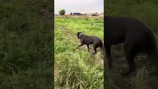 Когда погулял и потерял ключи от машины в поле 🫣, нашла слава богу