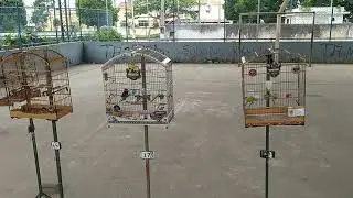 O mestre X Malucão X Yamazaki Pós Roda, Duelinho