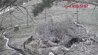 СВОЯ ЖИЗНЬ