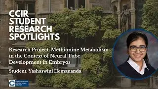 CCIR Student Spotlights: Yashaswini on Methionine Metabolism of Neural Tube Development in Embryos
