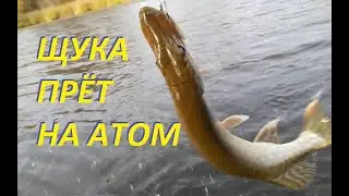 Щучий жор на блесну из прошлого века! Crazy pike bite on the old spinner!