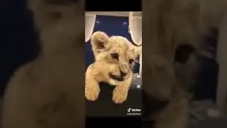 Lion Cubs |Roaring | 