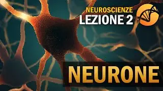 The Neuron | NEUROSCIENCE - Lesson 2