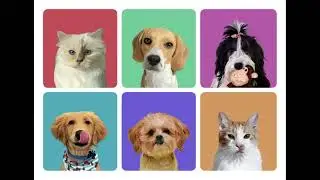 I will draw your cat, dog, or any pet into cartoon vector portrait,#CARTOONVECTORPORTRAIT