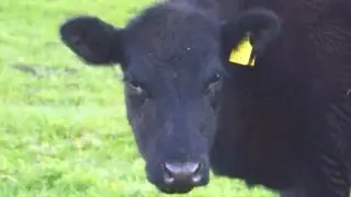 The Time We Moored In A Cow Field. : Actual Adventure