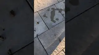 Муравей тащит личинку
