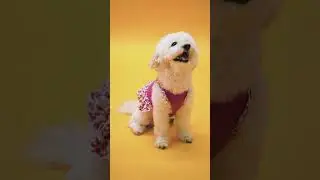 #Cute puppy video with outfit very fluffy and pretty #dog #puppy #cute singing fun for kids