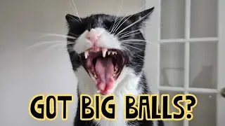 funny cat music video #funnycatvideos #music #cat