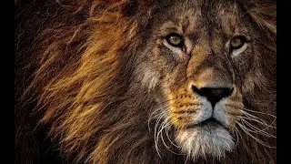 Fotos de Leones Hermosos y Reales 🦁
