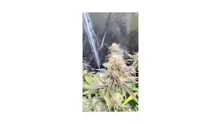 Moonbeam X Grease Gun autoflower series part 3 FINAL DAYS + HARVEST