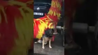 БЕЗДОМНАЯ СОБАКА Ходит Мыться На АВТОМОЙКУ😳 