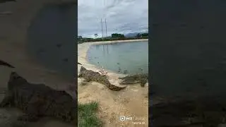 Crocodile hunt a chicken #crocodile #chicken #ytshort 🦅 🐊