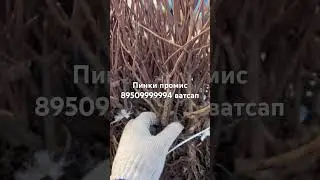 #гортензияметельчатая
