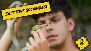 Alla ricerca del SERPENTE con gli occhi rossi!