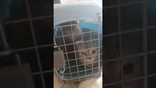 Хозяин не смог сам добраться до котеек!! Мы ему помогли 