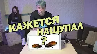 ЗЛОЙ В ШОУ КАЖЕТСЯ НАЩУПАЛ