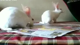 Om In Happy Mood | Sandra Vs Paper | Delighted World