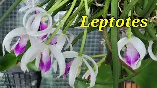 Leptotes сезонное цветение.2024