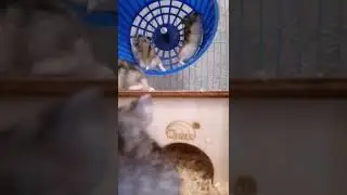 Хомяки бегают в калесе