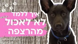 אילוף גור | איך ללמד גור לא לאכול מהרצפה | דגשים מה לעשות עם גור חדש בבית | טל שלוש ואורלי נחמיאס