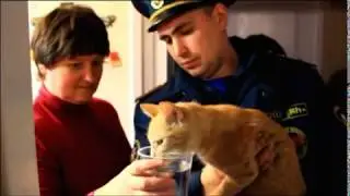 Вторая жизнь кошки (На конкурс 