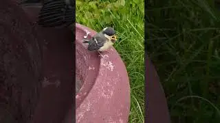 Птенец жалобно просит помощи у человека! Птенец синицы выпал из гнезда!