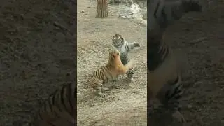 🐯Siberian tiger VS Siberian tiger🐯