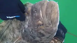 Spearfishing in Norway Halibut Kveite 30kg and 12.5 kg in Lofoten Freedivers 2021