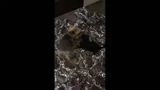 Из жизни маленьких собачек  Часть 1