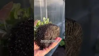 А вы выращивали когда нибудь садовое кружево?