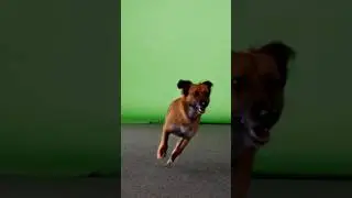 Running Dogs Green Screen - free to use chroma key 