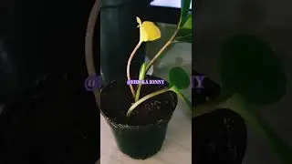 ZAMIOCULCA  AMARELANDO #plantas #como #mudas #riodejaneiro #ideias #erickaionnyplantas