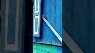Бурундук пришел к нам в гости.