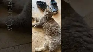 Кот убийца?