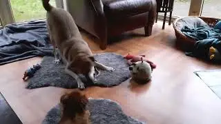 Bibi ❤️ speelt graag!
