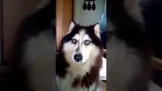 Собака разговаривает со своей хозяйкой
