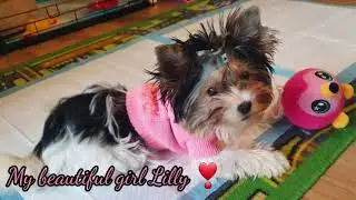The most cutest Biewer Terrier puppy Lilly #biewerpuppy #biewerterrier #biveryork