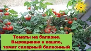 Томаты на балконе Выращиваю томаты в кашпо,сорт балконный сахарный