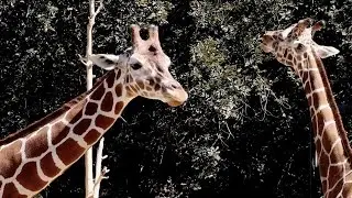 Giraffe, Zebra, Camel & Takin at the Zoo 4K - St. Louis Zoo