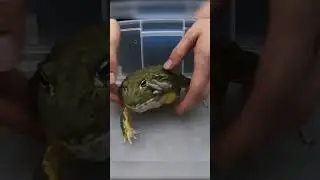 Worlds Hungriest Pixie Frog Goes To Far