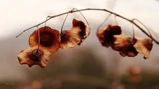 Bonnie Kaye - Passion