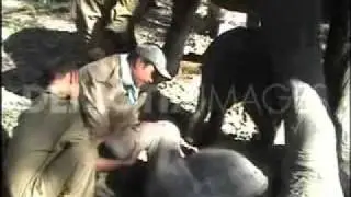 Elephant giving birth to a twin calf in Assam