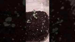 Сажаю семена мальвы на рассаду. Осмотр предыдущих посадок.