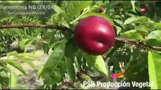 PSB DIAMENTINA | BETA FİDAN